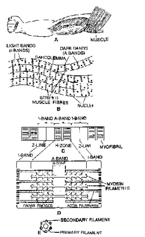 Muscular Tissue